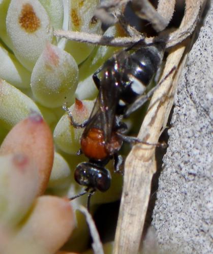 Harpactus formosus